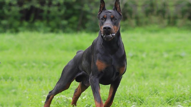 Doberman Pinscher