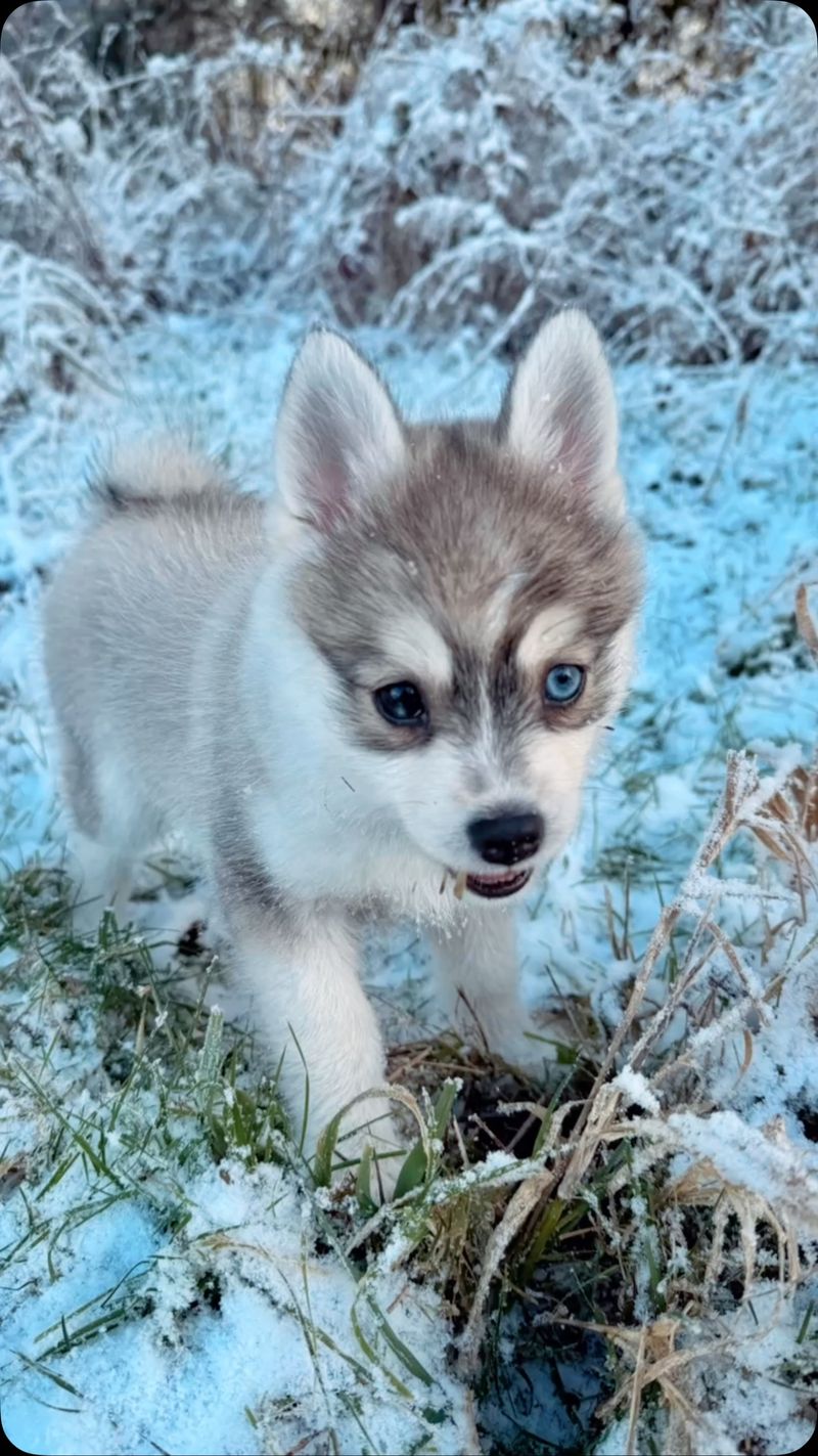 Miniature Version of a Siberian Husky