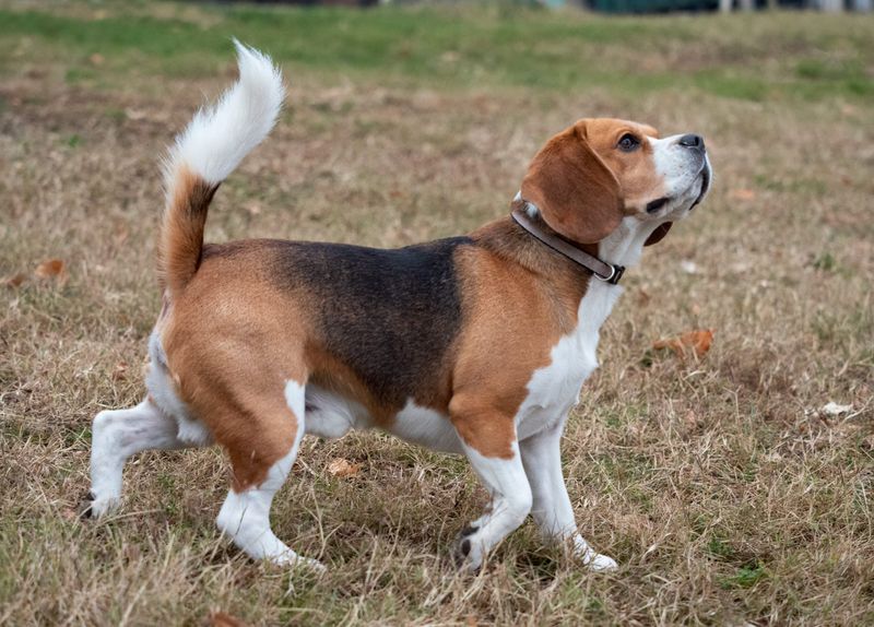 Wagging Tail