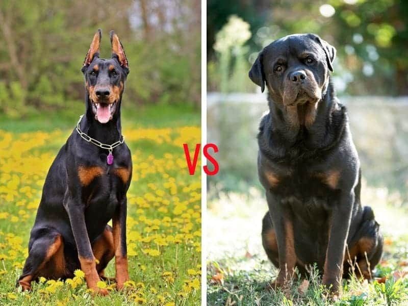 Physical Appearance: Rottweilers Versus Dobermans