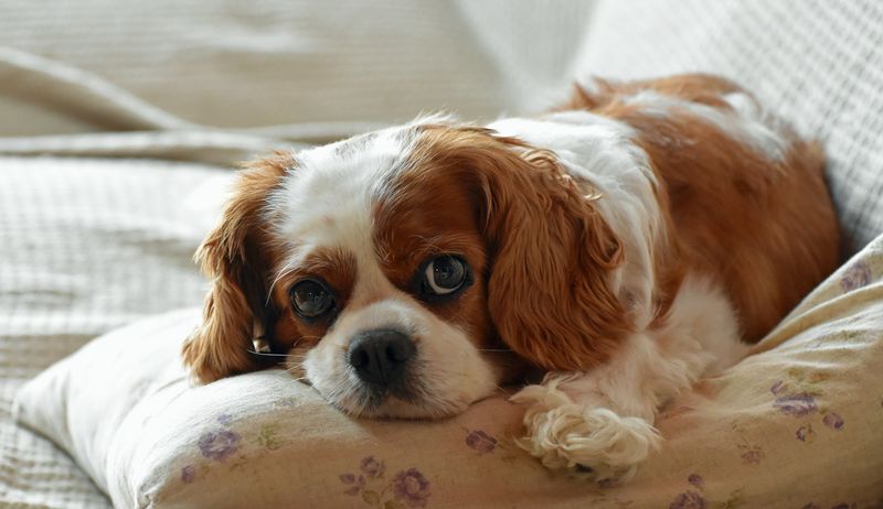 19. Companionship for Singles