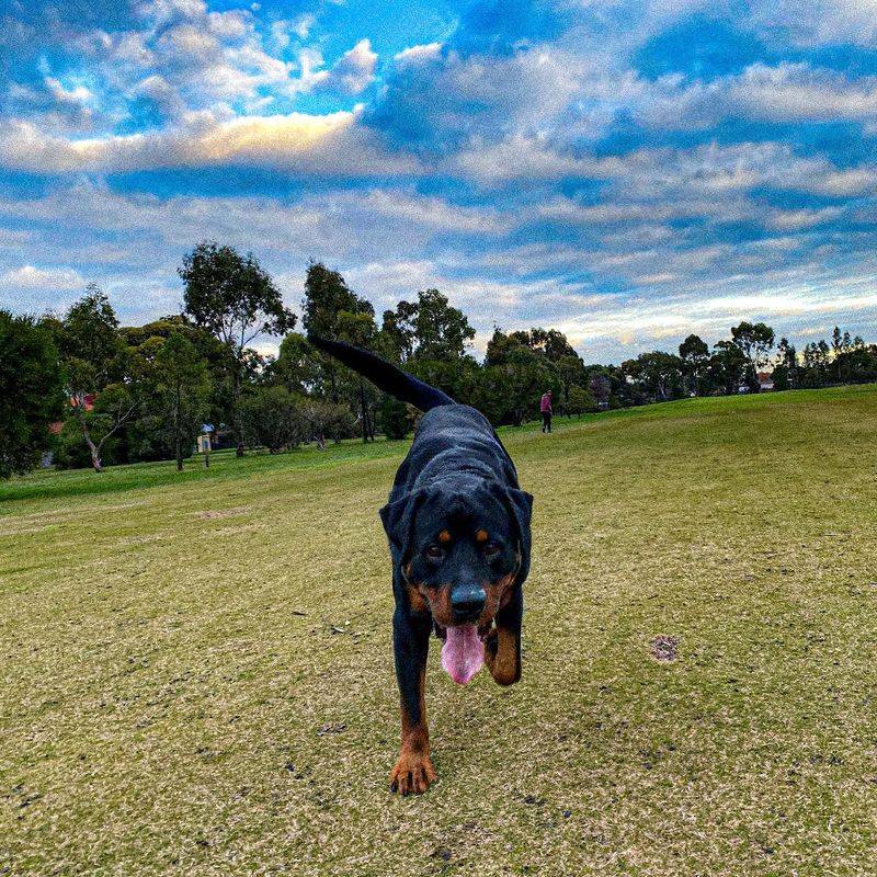 Rottweiler