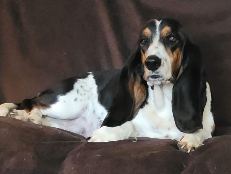 Basset Hound