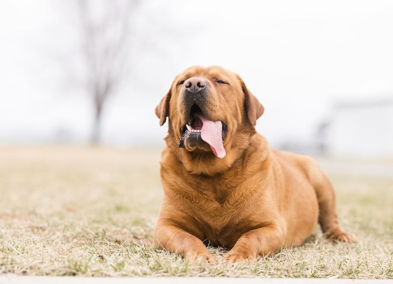 Labrador Retriever