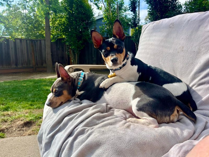 Basenji