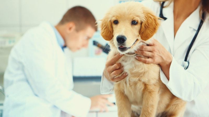 Routine Vet Visits