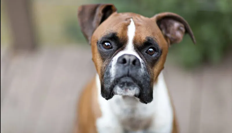 3. Boxer