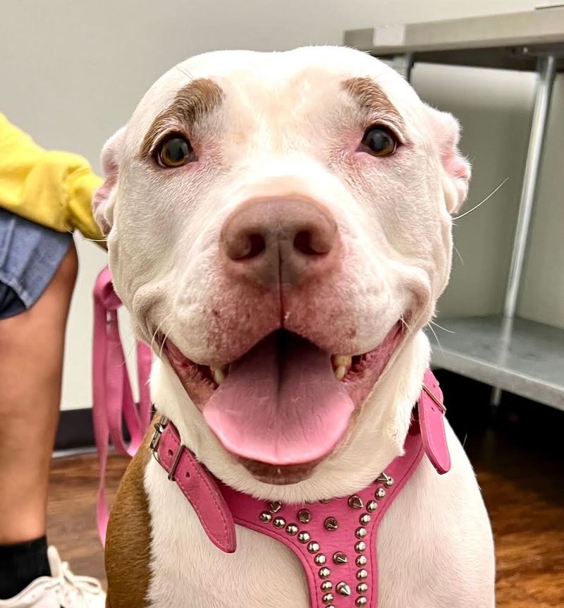 Pit Bull Terrier