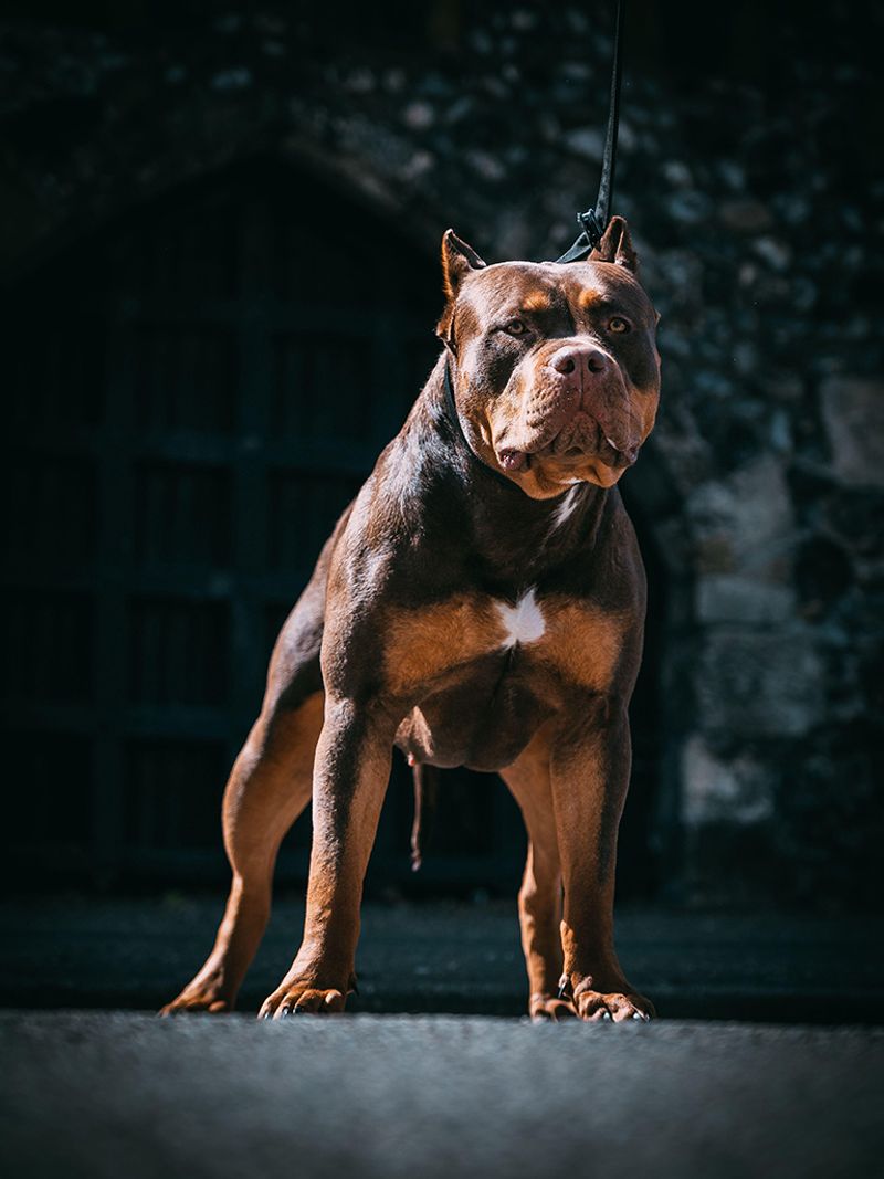 American Bully XL