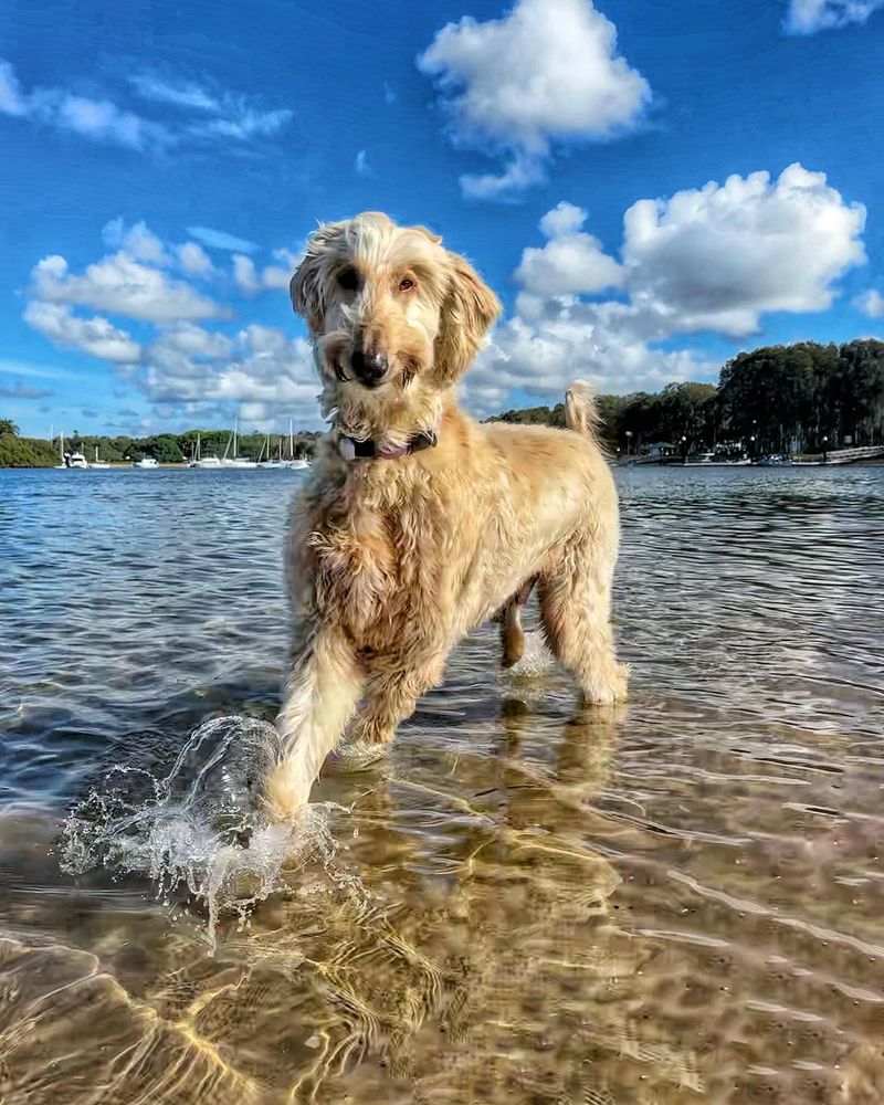 Afghan Hound