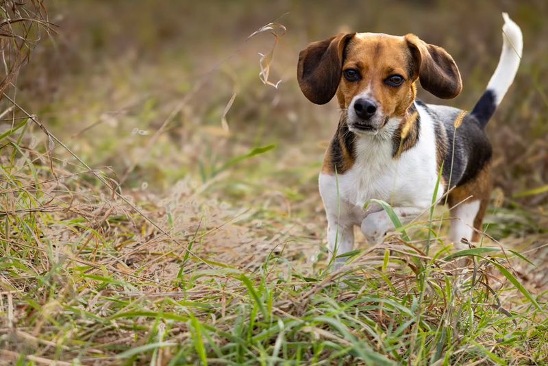 Beagle