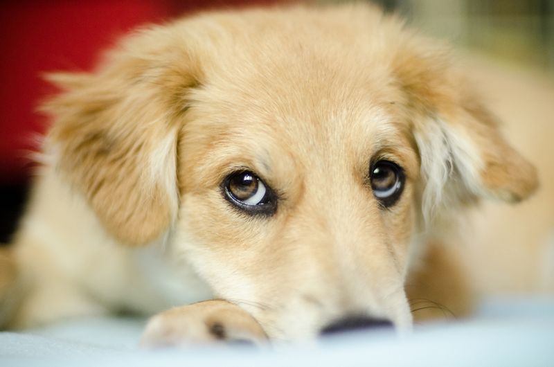 Puppy Eyes