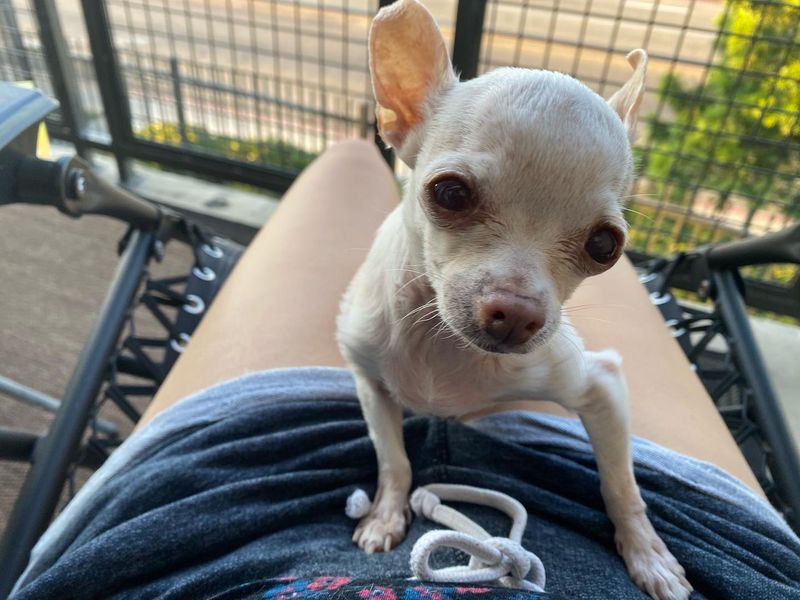 Chihuahua