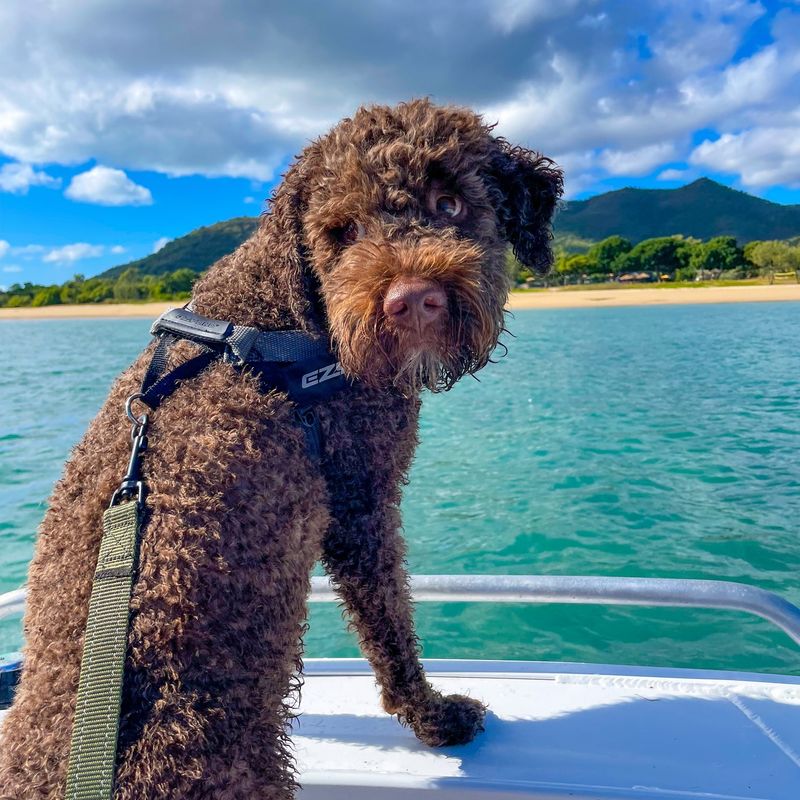 Lagotto Romagnolo