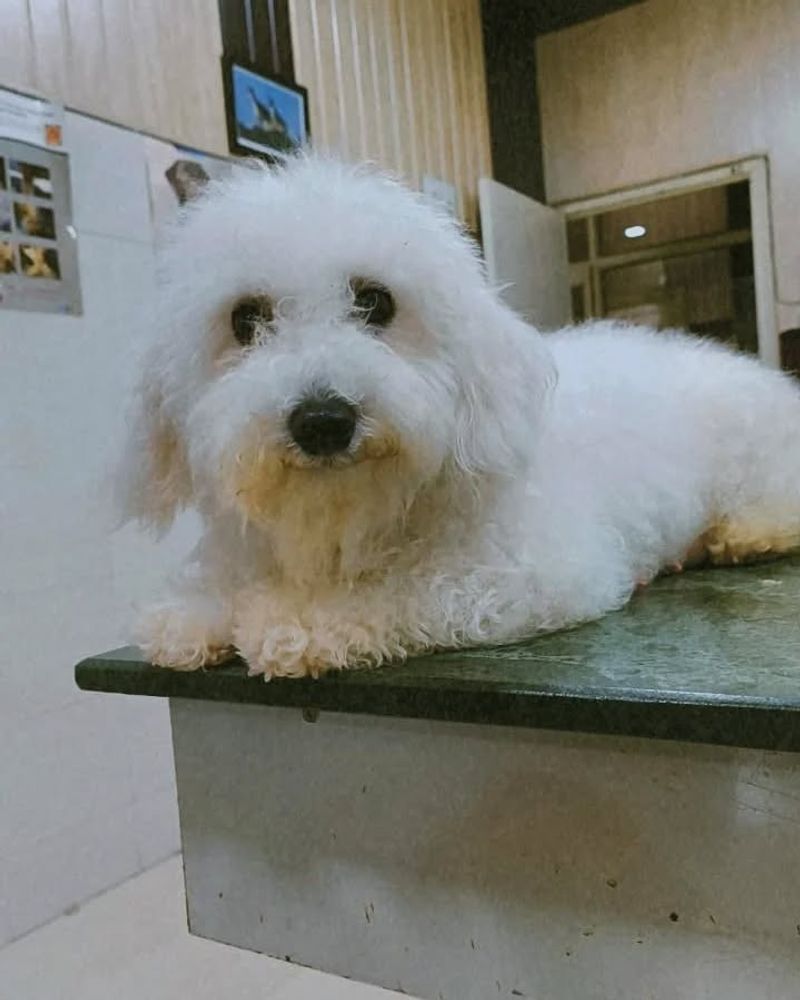 Bichon Frise