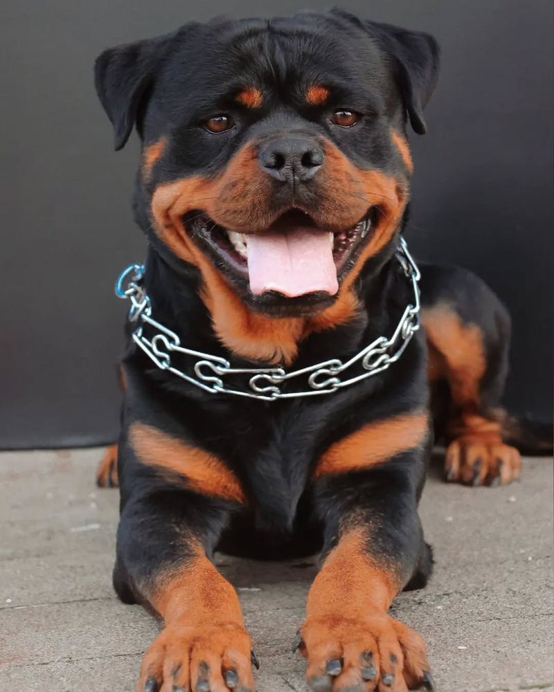 Rottweiler