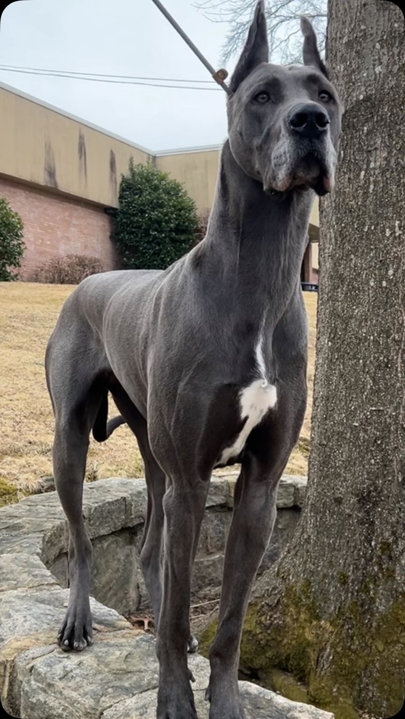 Great Dane