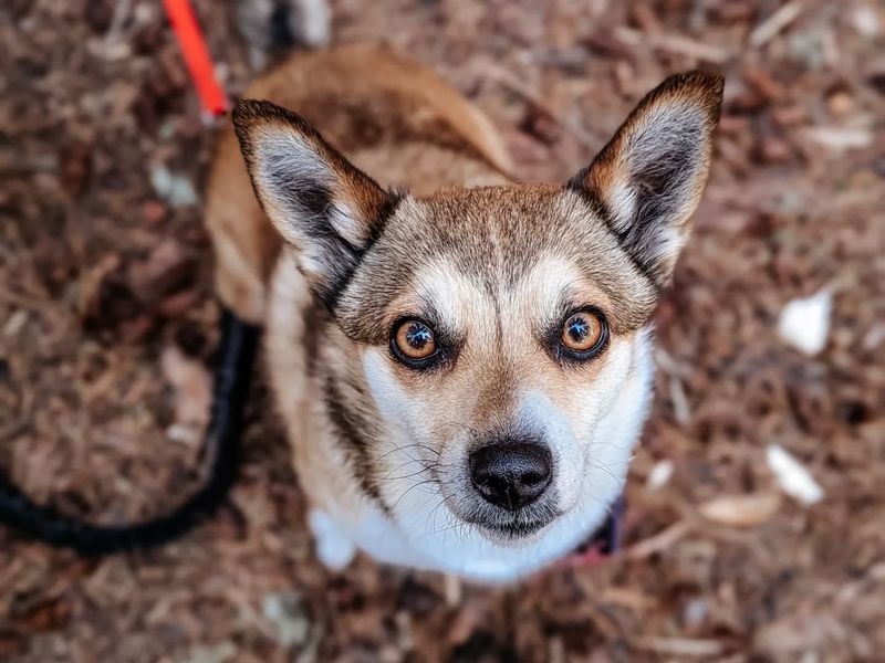 Norwegian Lundehund