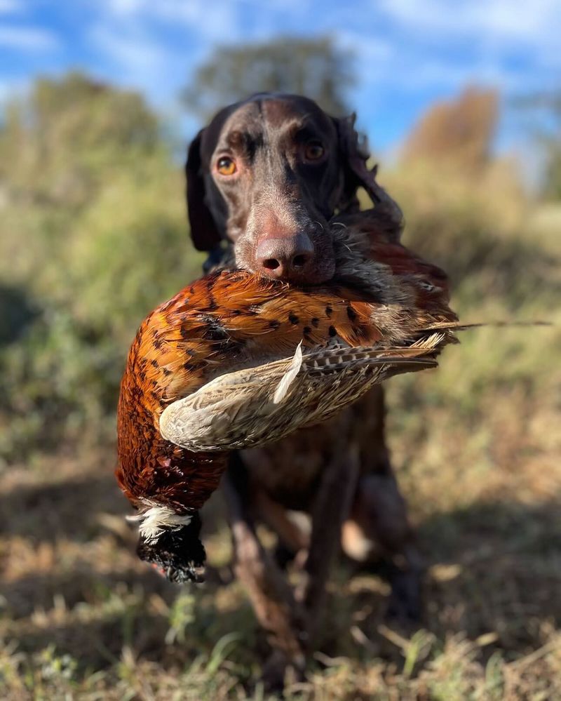 German Shorthaired Pointer