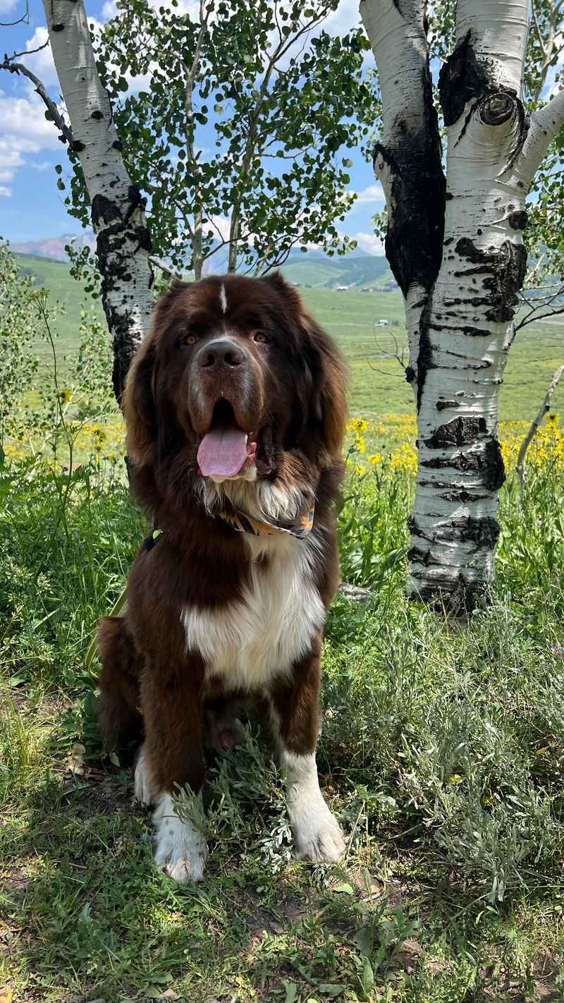 Newfoundland