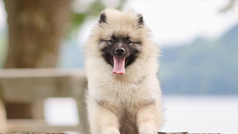 Keeshond