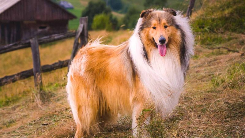 4. Collie