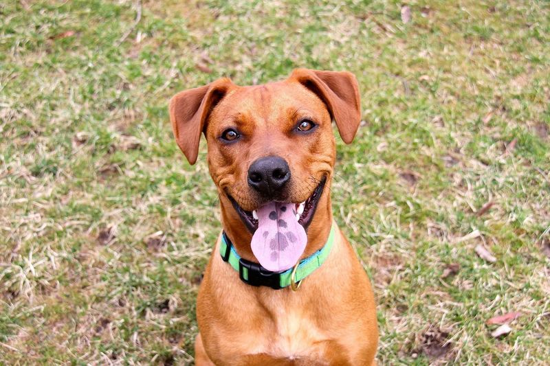 4. Healthier Pets