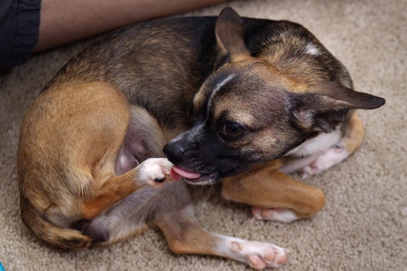 4. Excessive Licking or Grooming