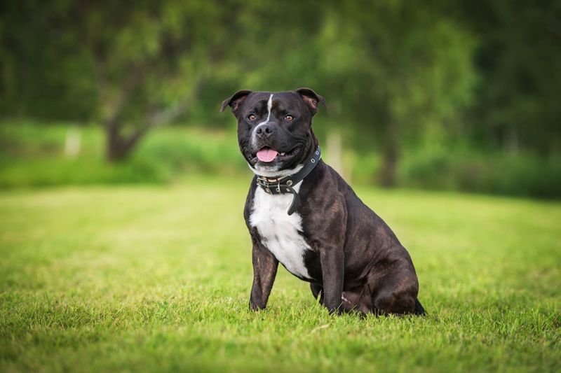 5. Staffordshire Bull Terrier