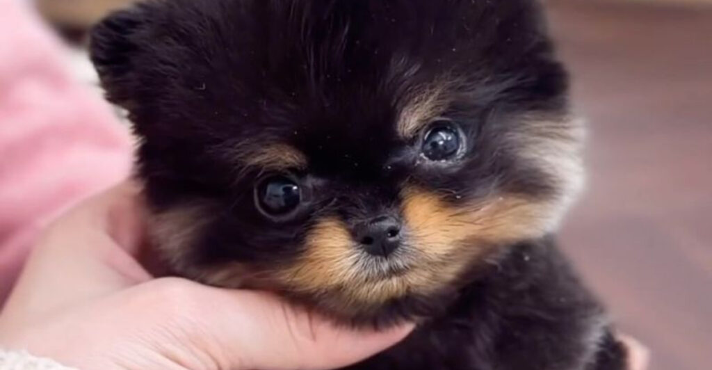 5 Tiny Dog Breeds That Stay Small in Both Height and Weight