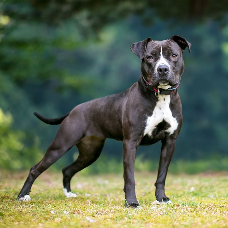 American Pit Bull Terrier