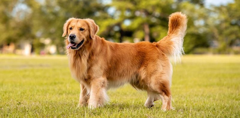 7. Golden Retriever