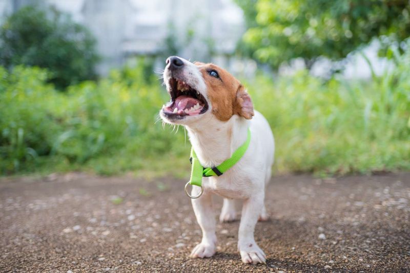 8. Playful Bark