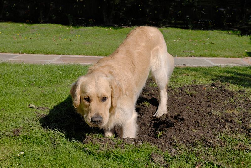 8. Digging