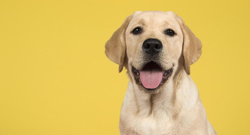 8. Labrador Retriever