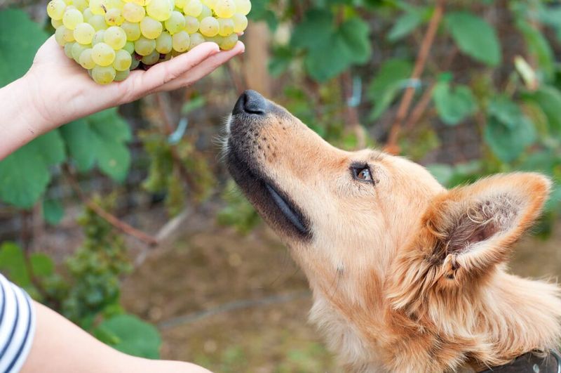 Grapes