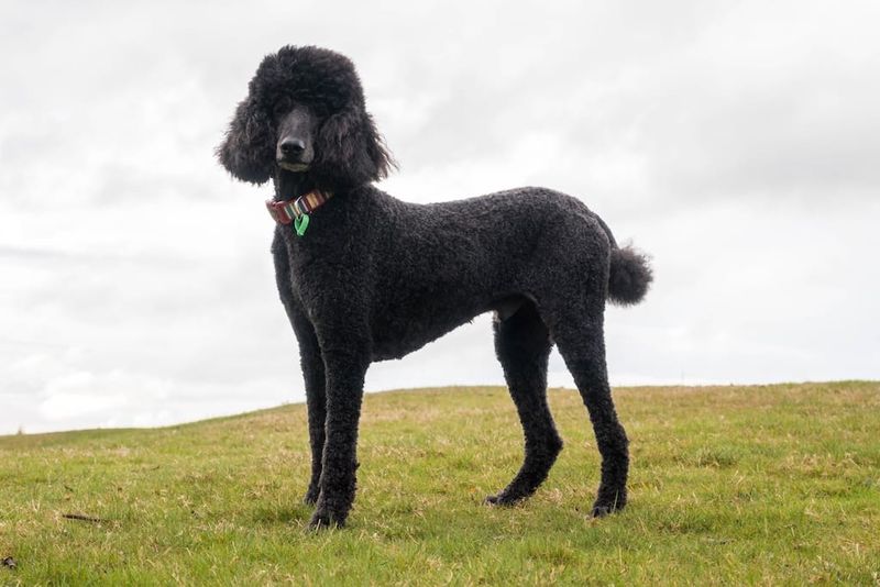 9. Standard Poodle
