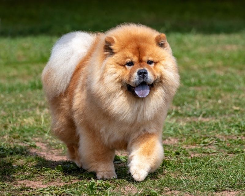 Chow Chows: The Independent Loners