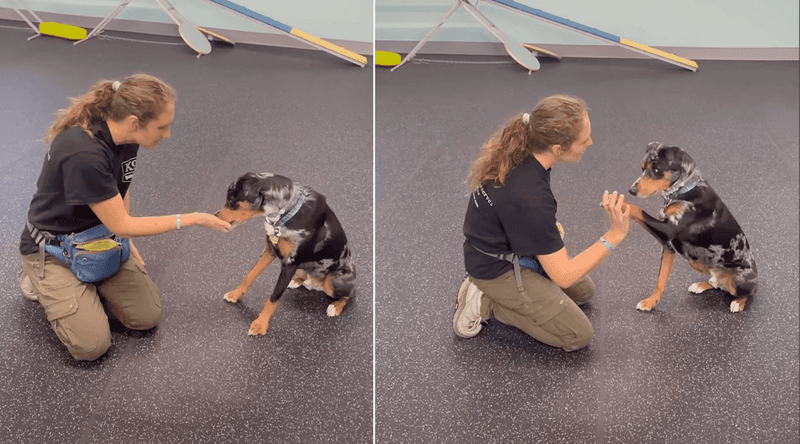 Positive Reinforcement Training