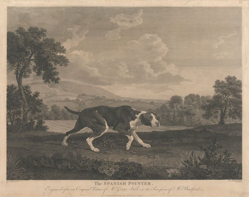 Old Spanish Pointer