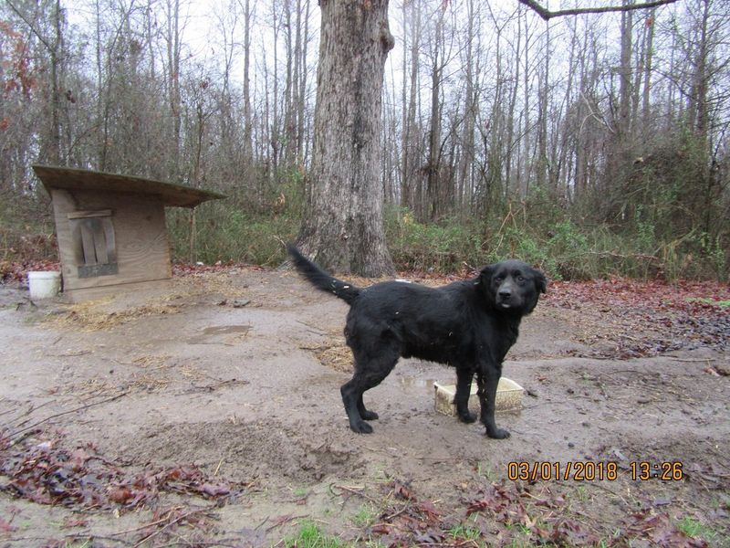 Wagging Tail