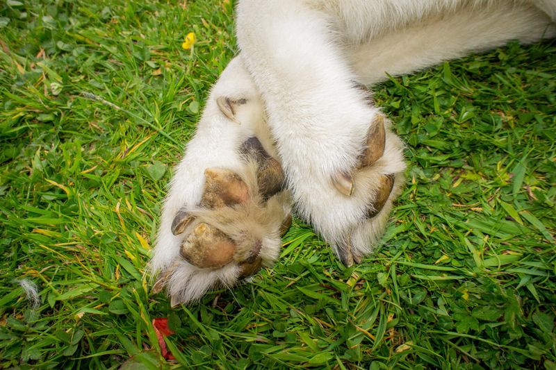 Crusty Paw Pads