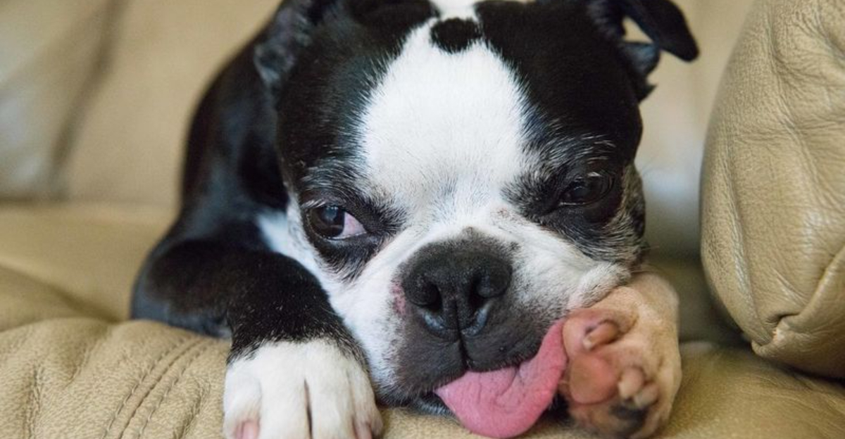 9 Signs of Hyperkeratosis in Dogs — Plus What Causes It and How to Treat It