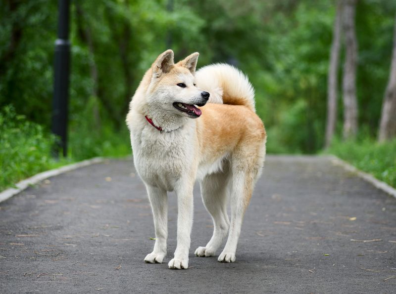 Kaze, the Brave Akita