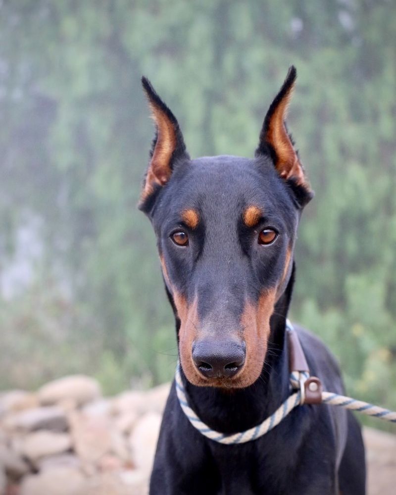 10. Doberman Pinscher