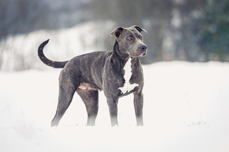 Breed-Specific Legislation (BSL)