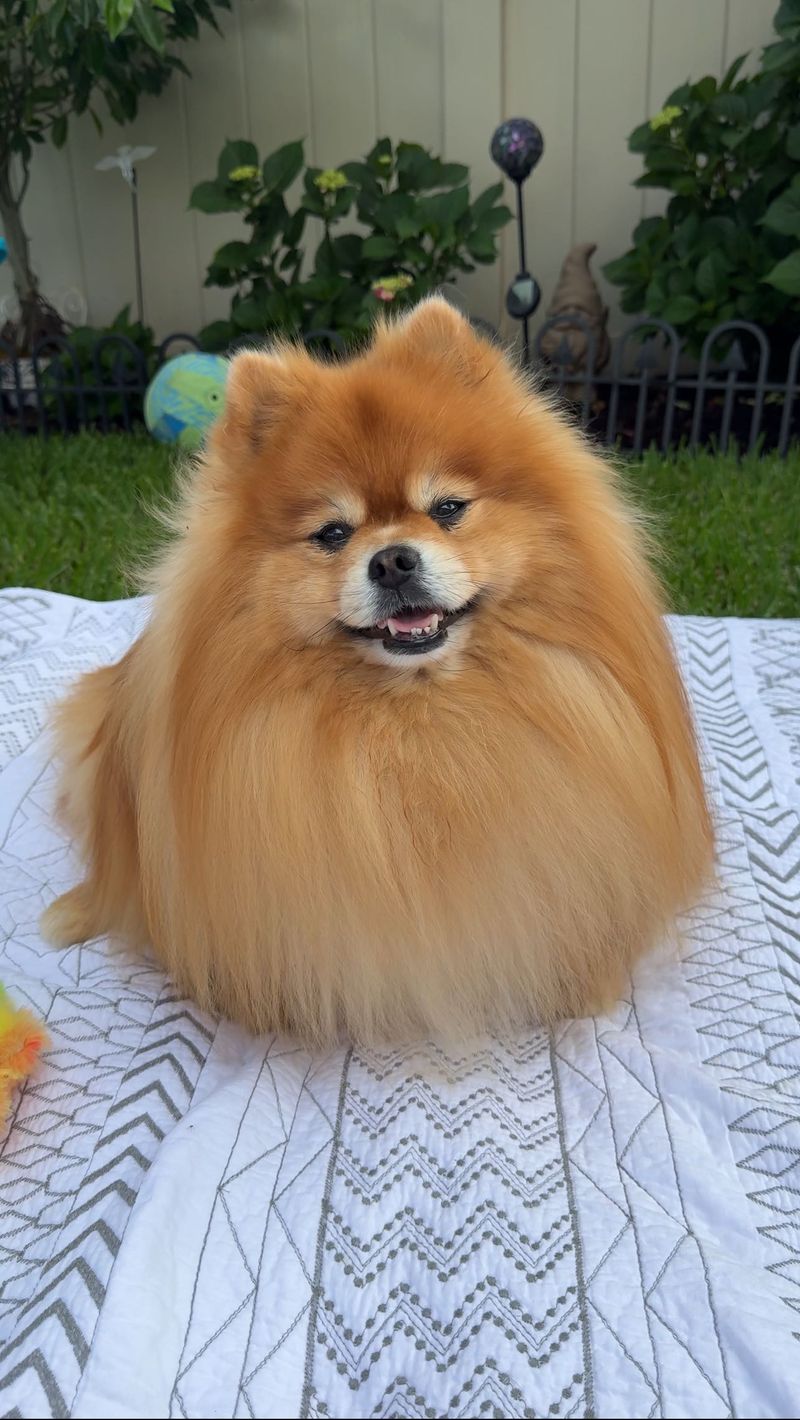 Pomeranian