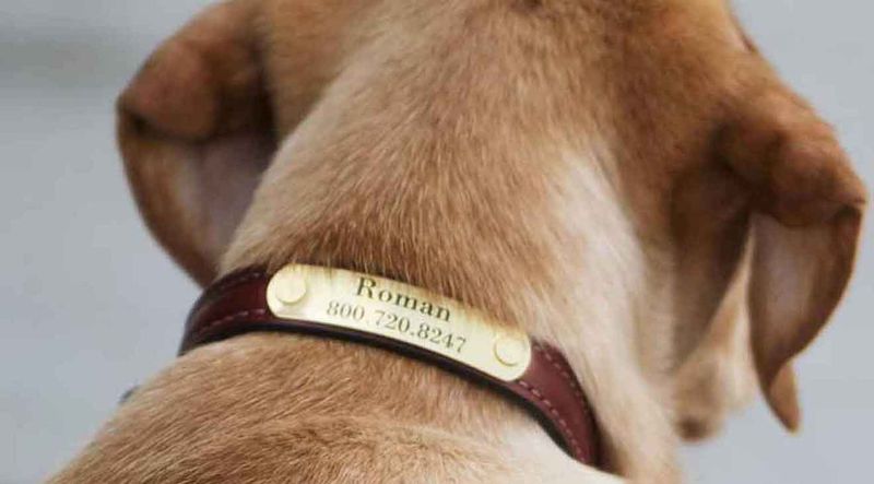 Hearing Their Collar Jingle