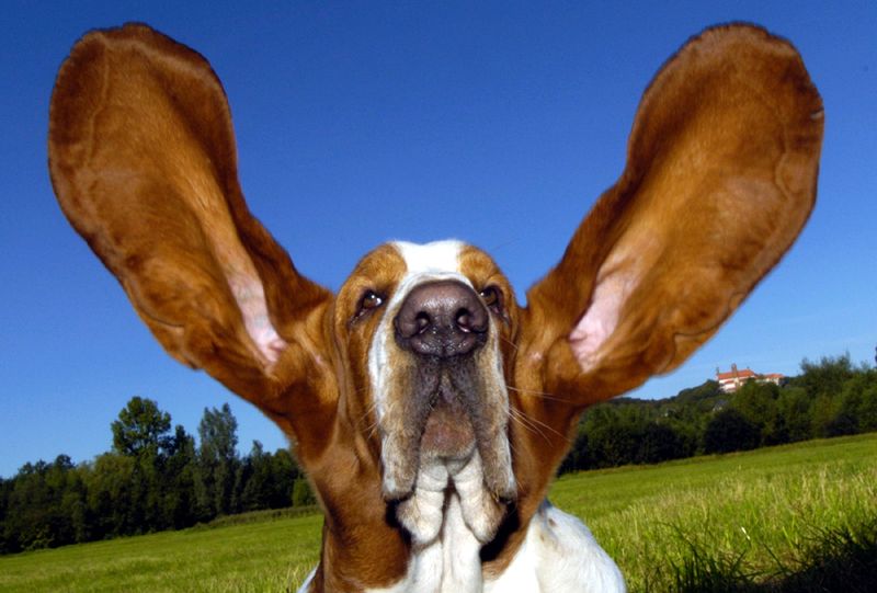 Ears That Steal Hearts