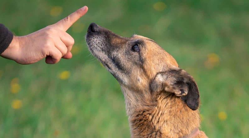 Debunking Dominance Theory